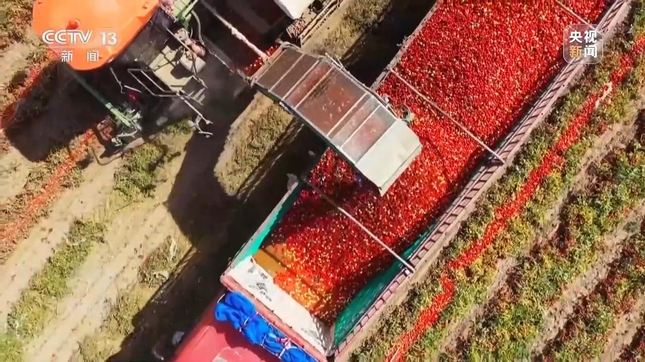 深耕科技沃土 培植智慧農(nóng)業(yè) 有機(jī)稻谷種植研發(fā)之路