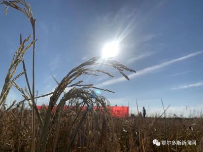 喜訊！鄂爾多斯“海水稻”畝產385公斤，有機稻谷研發再創佳績